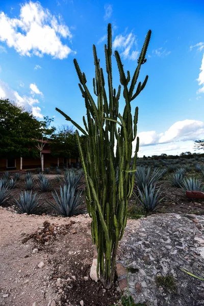 cacti are plants well adapted to an environment with low rainfall. The leaves have turned into thorns to prevent water from evaporating and serve to defend the plant against thirsty animals