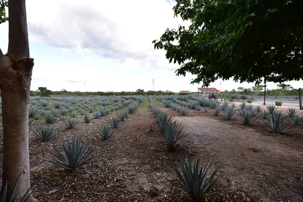 Agave tequilana, or agave azul, is an agave plant that is an important economic product in Jalisco, Mexico, due to its role as the basic ingredient of tequila, a popular distilled beverage