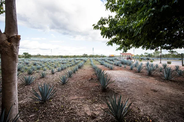 Agave tequilana, or agave azul, is an agave plant that is an important economic product in Jalisco, Mexico, due to its role as the basic ingredient of tequila, a popular distilled beverage