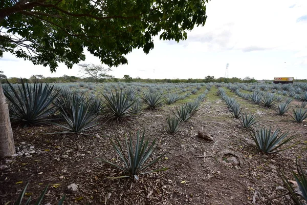 Agave tequilana, or agave azul, is an agave plant that is an important economic product in Jalisco, Mexico, due to its role as the basic ingredient of tequila, a popular distilled beverage