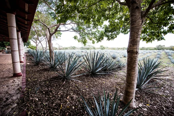 Agave Tequilana Agave Azul Agave Plant Important Economic Product Jalisco — ストック写真