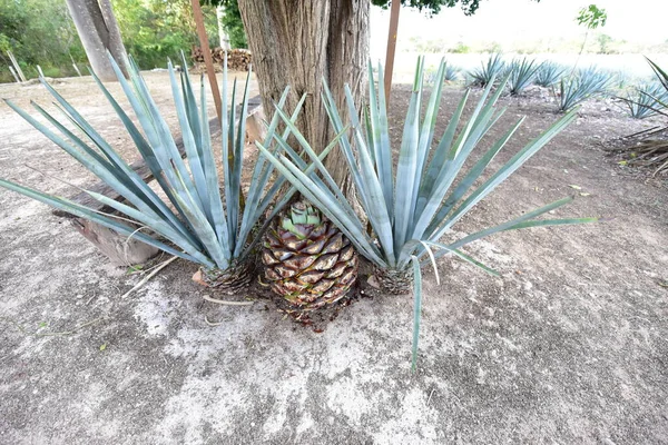 Agave Tequilana Agave Azul Agave Plant Important Economic Product Jalisco — 스톡 사진