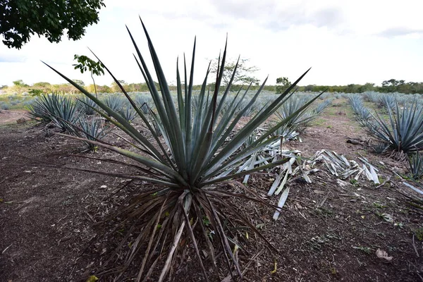 Agave Tequilana Agave Azul Agave Plant Important Economic Product Jalisco — 스톡 사진