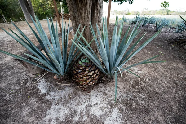 Agave Tequilana Agave Azul Agave Plant Important Economic Product Jalisco — 스톡 사진