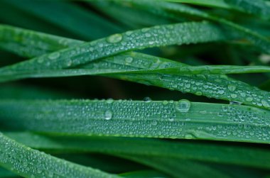 Çayırda sabah çiğ taneleri 