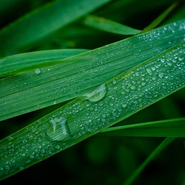 Çayırda sabah çiğ taneleri 