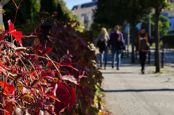 Herbst Stadt Bunte Pflanzenblätter Zaun Neben Der Straße — Stockfoto