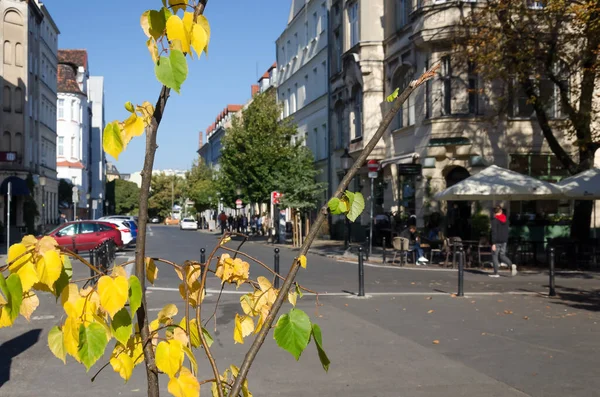 秋の街 街中で成長している木の上にカラフルな葉 — ストック写真