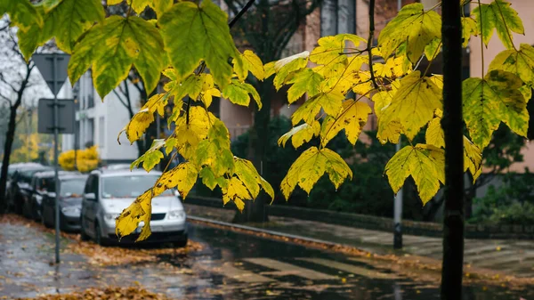 Regenwetter Herbst Vergilbte Bäume Und Geparkte Autos Auf Der Straße — Stockfoto