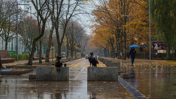 Kolobrzeg West Pomeranian ポーランド 2021 リゾート遊歩道の雨の秋 — ストック写真