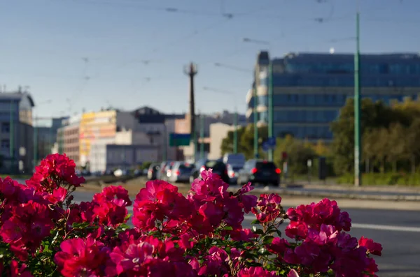 花配達The City 背景に都市の風景を持つカラフルな花壇 — ストック写真