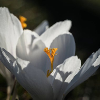 CROCUS - Güneşin altında ilkbahar çiçeği 