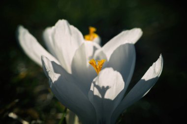 CROCUS - Güneşin altında ilkbahar çiçeği 