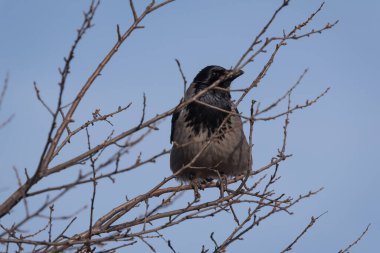 CROW - Daldaki vahşi kuş 