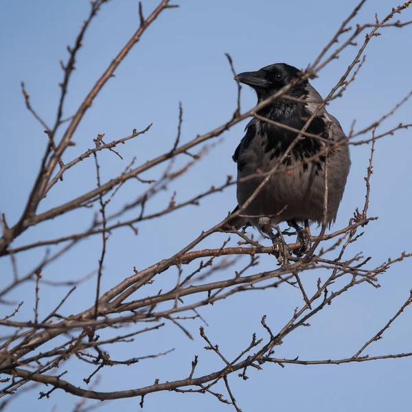 CROW - Daldaki vahşi kuş 
