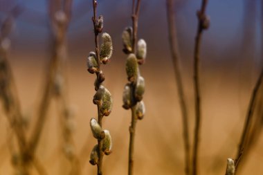 PUSSY WILLOW - A beautifull blooming tree in spring 