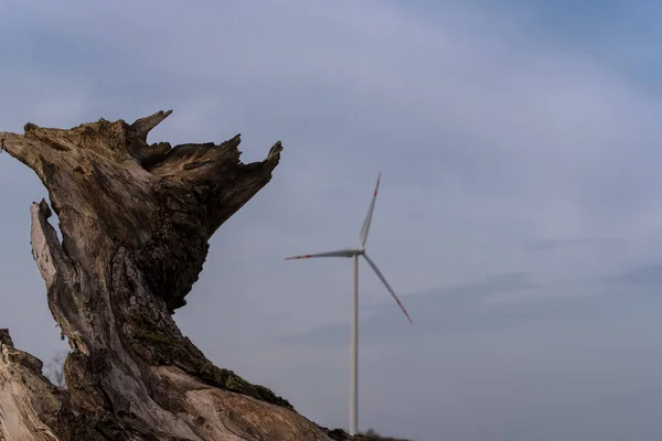 地球上的生命 老树圆木和风力涡轮机 — 图库照片