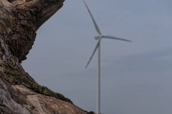 Life Earth Old Tree Log Wind Turbine — Stock Photo, Image