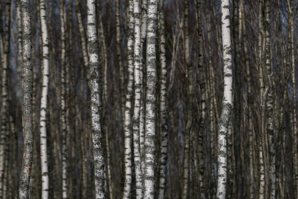 Bäume Ein Wald Aus Weißen Bäumen Zeitigen Frühling — Stockfoto