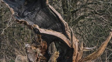 Yangından sonra eski bir ağacın gövdesinden çıkan bir ateş sahası.