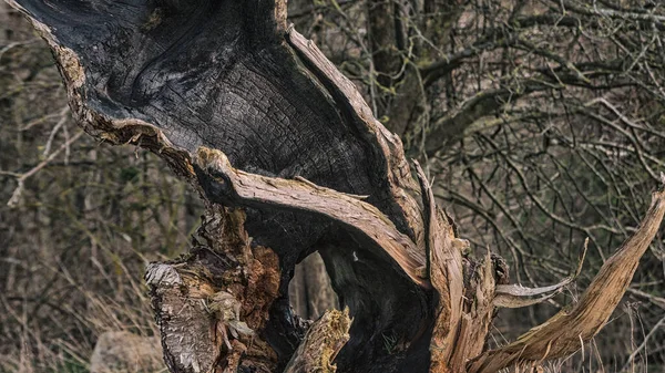 Yangından sonra eski bir ağacın gövdesinden çıkan bir ateş sahası.