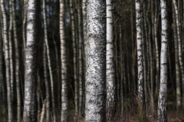 KUŞ Ağacı - Baharın başında beyaz ağaçlardan oluşan bir orman