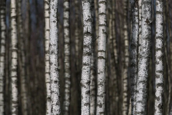 나무들로 이루어진 — 스톡 사진