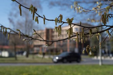 İlkbahar - Şehrin arka planında çiçek açan fındık