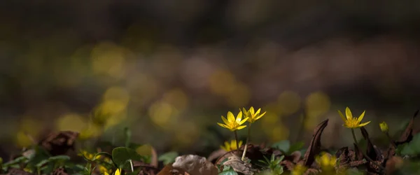 Spring Yellow Wildflowers Park — 스톡 사진