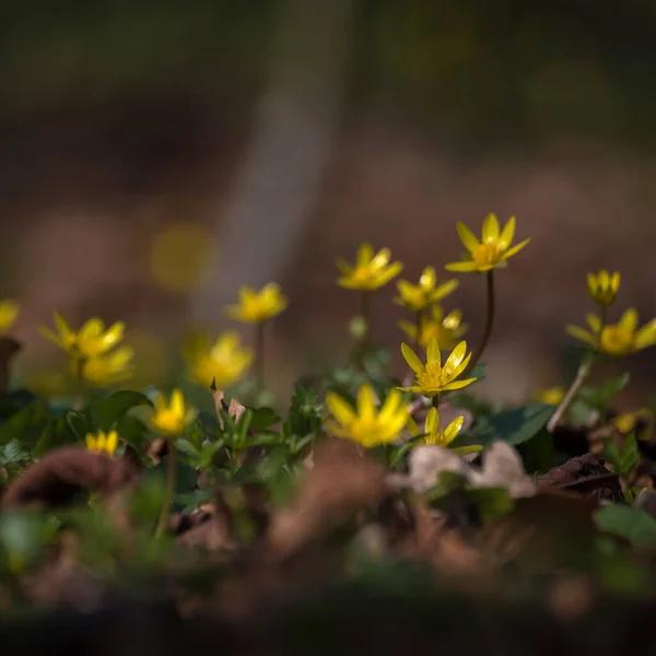 Spring Yellow Wildflowers Park — Foto de Stock