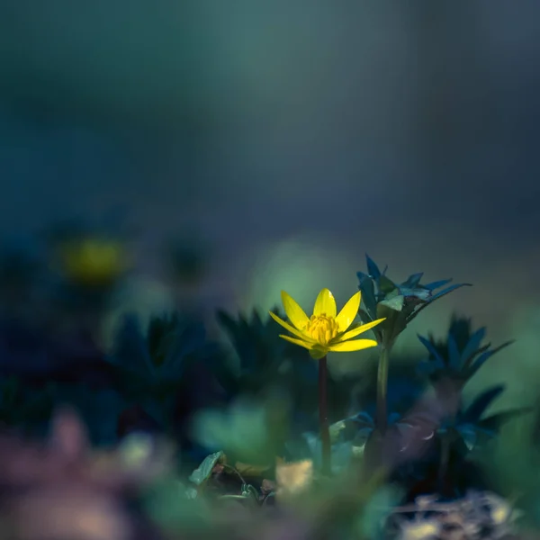 Spring Flores Silvestres Amarelas Parque — Fotografia de Stock