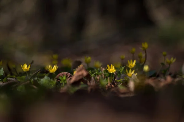 Frühling Gelbe Wildblumen Park — Stockfoto