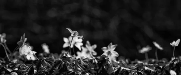 Spring White Wildflowers Park —  Fotos de Stock