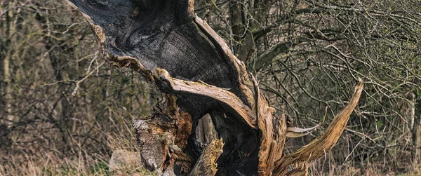 Yangından sonra eski bir ağacın gövdesinden çıkan bir ateş sahası.