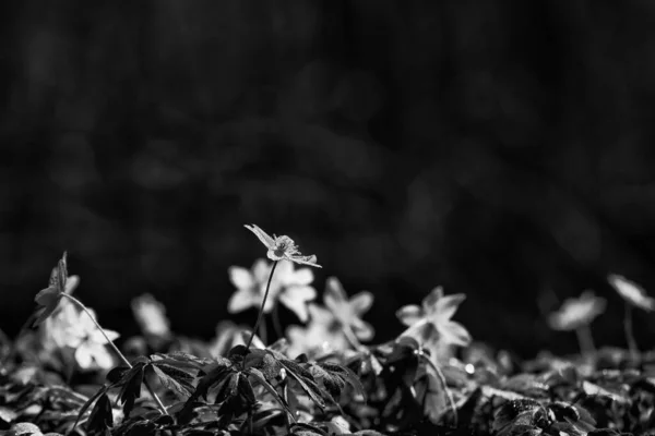 Spring Білі Квіти Парку — стокове фото