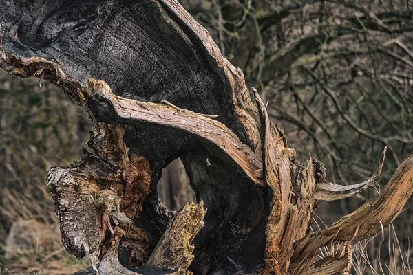 Yangından sonra eski bir ağacın gövdesinden çıkan bir ateş sahası.