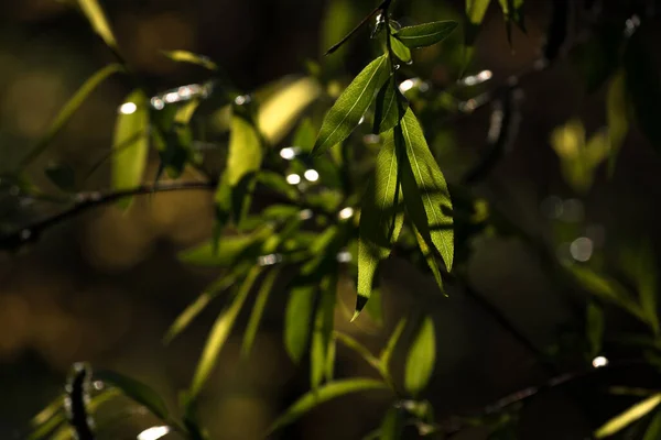Spring Młode Liście Gałęziach Drzew — Zdjęcie stockowe