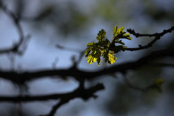 Άνοιξη Νεαρά Φύλλα Στα Κλαδιά Των Δέντρων — Φωτογραφία Αρχείου