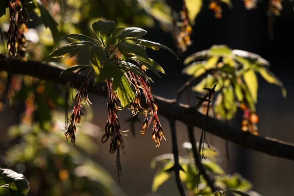 Spring Young Blooming Nature Branches Trees — Foto Stock