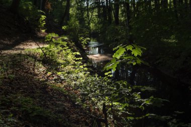 FOREST - Akçaağaç yaprakları Bahar güneşinin ışınlarında bir derenin kenarında