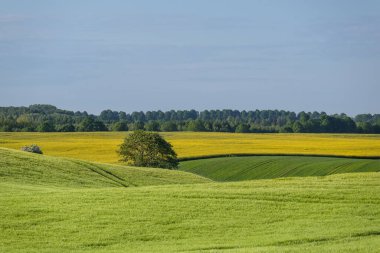 LANDSCAPE - Bir bahar tarlası üzerinde güneşli hava