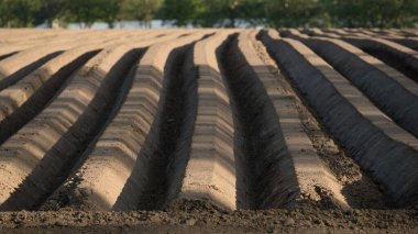 TÜRKÇE - Bitkilerin yetiştirilmesi için hazırlanmış bir alan