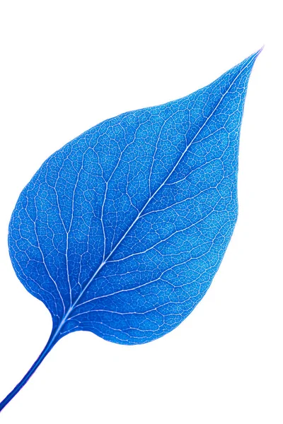 Lilac Leaf Ecological Lungs Earth — Stock Photo, Image