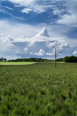 LANDSCAPE - Resimli bir kümülüs gökyüzünün arka planına karşı yeşil bir alan