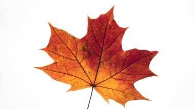  MAPLE - Renkli sonbahar yaprağı
