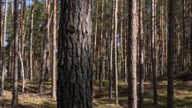 Çam Ormanı - Kozalaklı ağaçlar ve gün ışığında kılıflı ormanlar