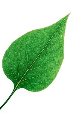 LILAC LEAF - Dünyanın ekolojik akciğerleri