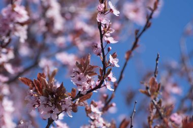 Bahar - meyve bahçesinde çiçek açan meyve ağacı