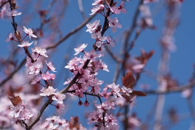 Bahar - meyve bahçesinde çiçek açan meyve ağacı