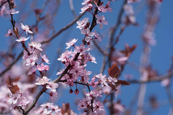 СПРИНГ - Цветущее фруктовое дерево в саду